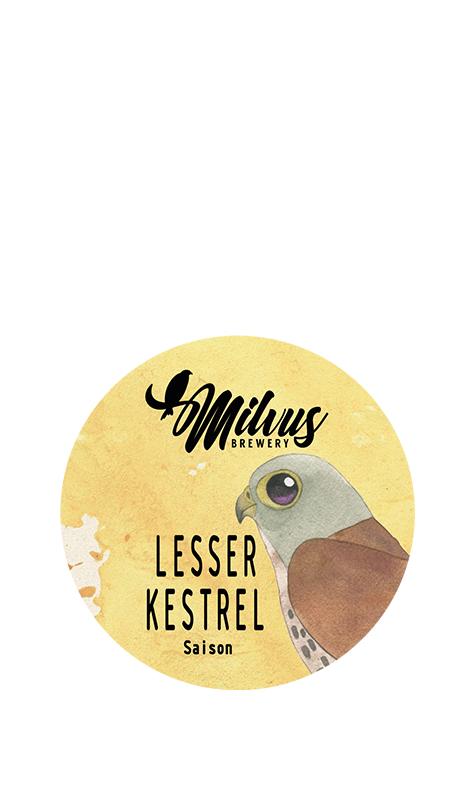 Lesser Kestrel